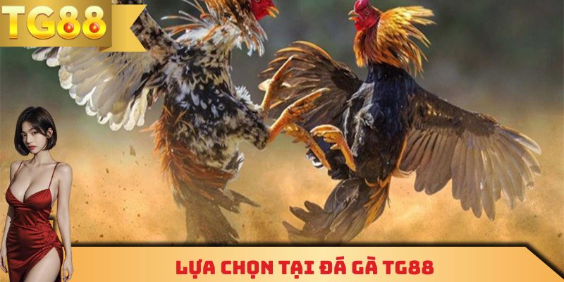 Lựa chọn tại đá gà TG88